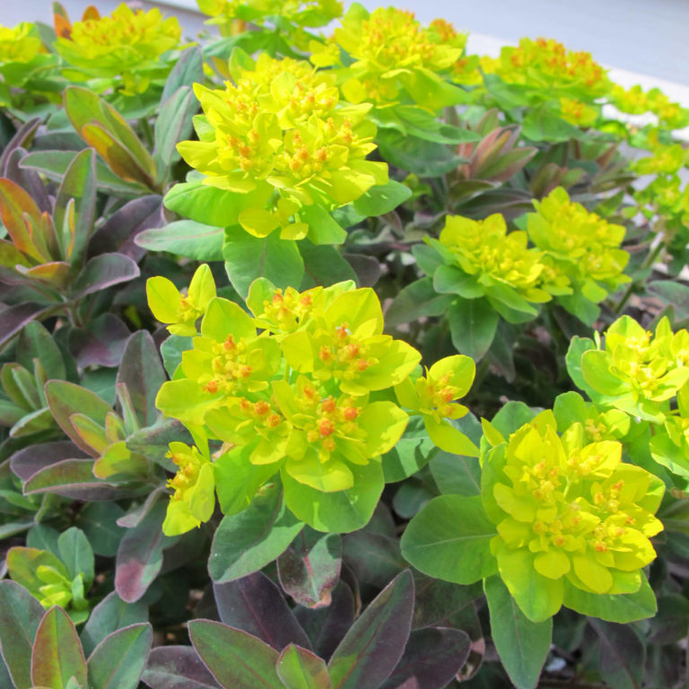 Euphorbia Bonfire Order Online
