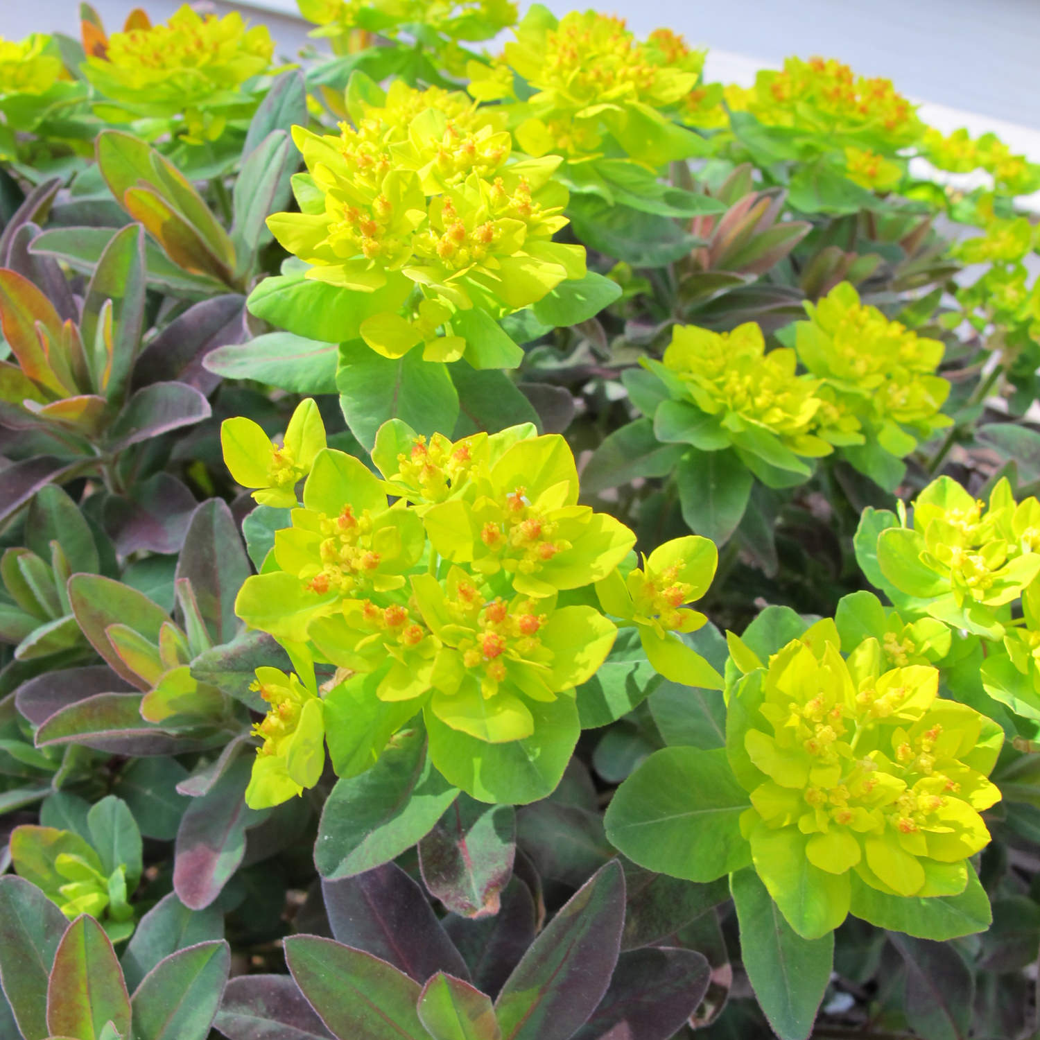 Euphorbia Bonfire - Buy Spurge Perennials Online