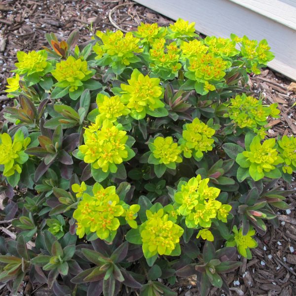 EUPHORBIA  BONFIRE SPURGE