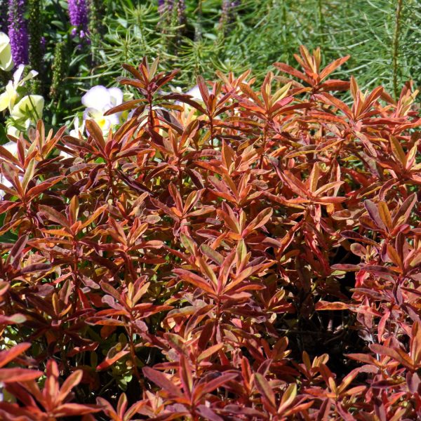 EUPHORBIA  BONFIRE SPURGE