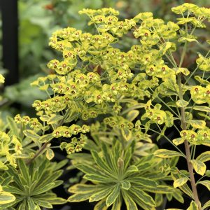 EUPHORBIA ASCOT RAINBOW SPURGE