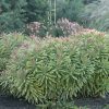 EUPHORBIA ASCOT RAINBOW SPURGE