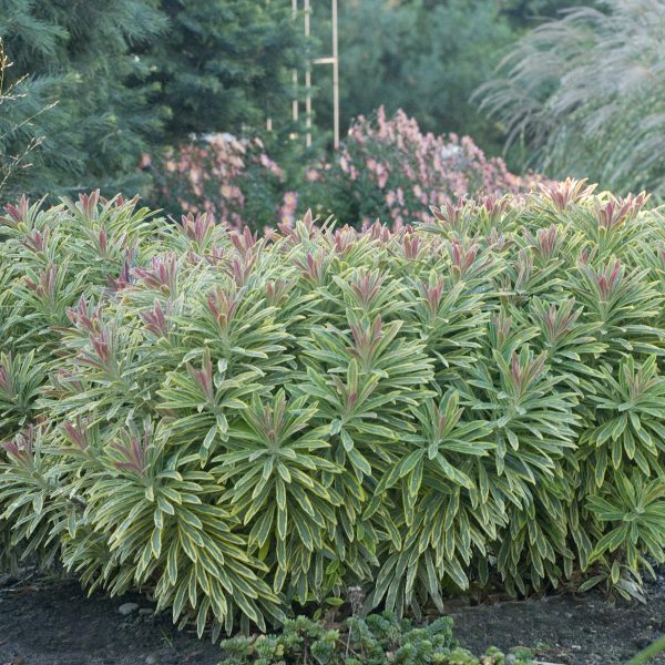 EUPHORBIA ASCOT RAINBOW SPURGE