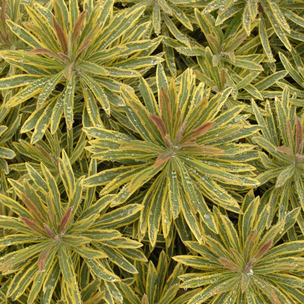 EUPHORBIA ASCOT RAINBOW SPURGE