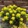 EUPHORBIA BONFIRE SPURGE