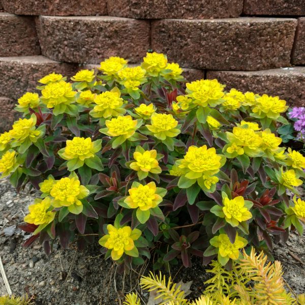 EUPHORBIA BONFIRE SPURGE