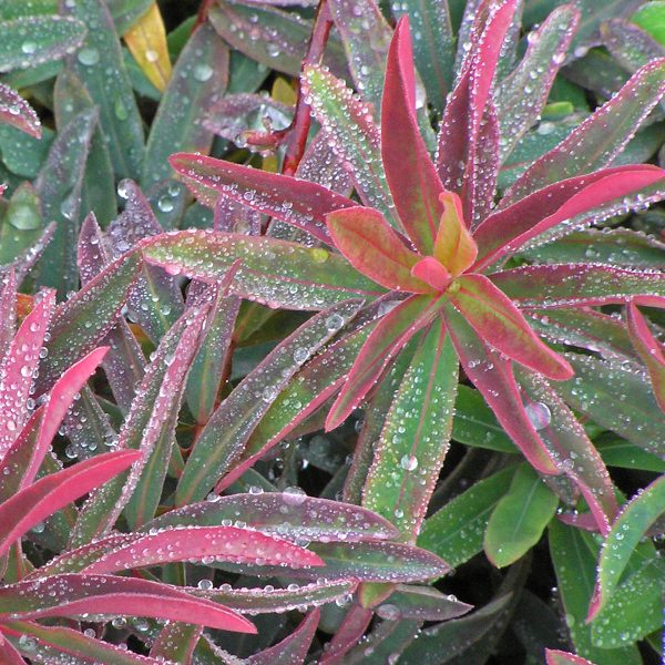 EUPHORBIA BONFIRE SPURGE