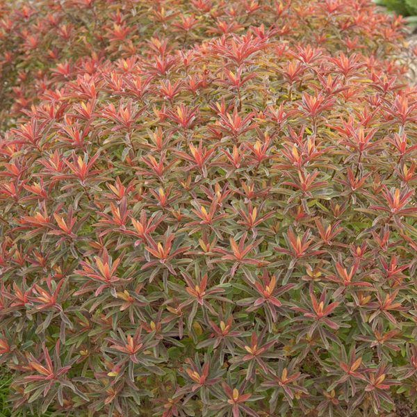 EUPHORBIA BONFIRE SPURGE