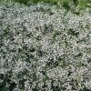 EUPHORBIA DIAMOND FROST EUPHORBIA