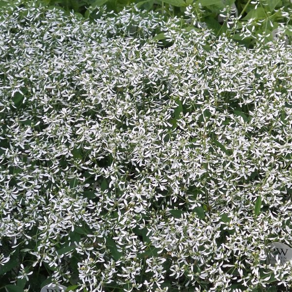 EUPHORBIA DIAMOND FROST EUPHORBIA