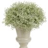 EUPHORBIA DIAMOND FROST EUPHORBIA