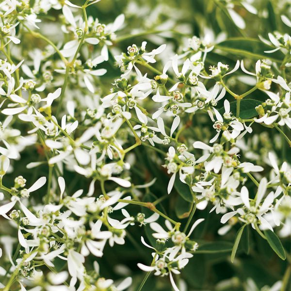 EUPHORBIA DIAMOND FROST EUPHORBIA