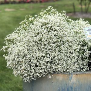 EUPHORBIA DIAMOND SNOW EUPHORBIA