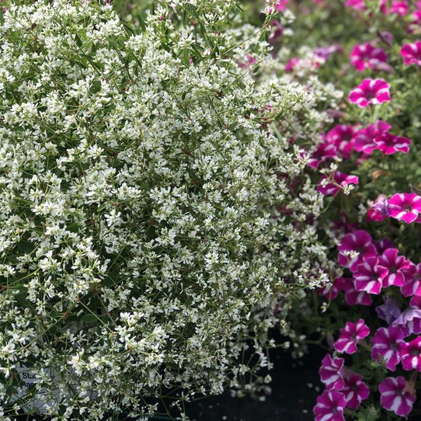 EUPHORBIA DIAMOND SNOW EUPHORBIA