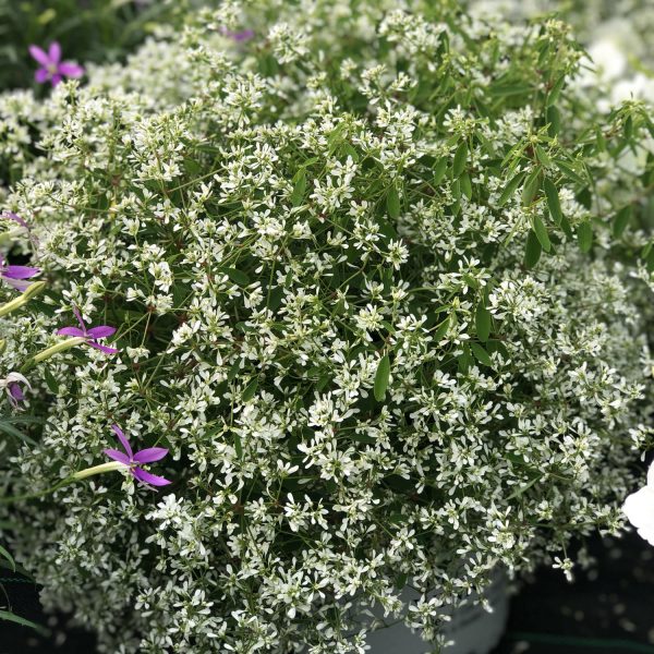 EUPHORBIA DIAMOND SNOW EUPHORBIA