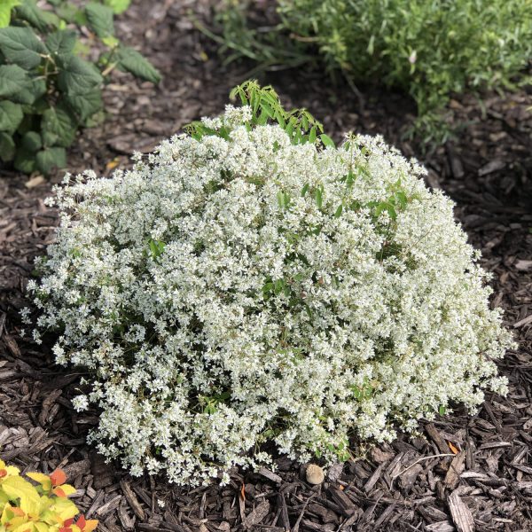 EUPHORBIA DIAMOND SNOW EUPHORBIA