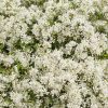 EUPHORBIA DIAMOND SNOW EUPHORBIA