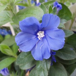 EVOLVULUS BLUE MY MIND DWARF MORNING GLORY