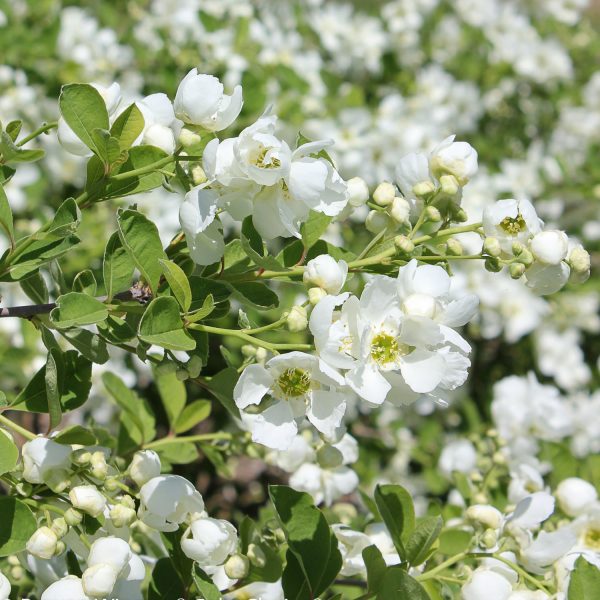 EXOCHORDA SNOW DAY BLIZZARD PEARL BUSH