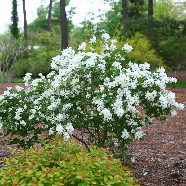 EXOCHORDA SNOW DAY BLIZZARD PEARL BUSH