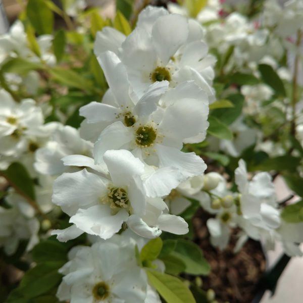 EXOCHORDA SNOW DAY SUPRISE PEARL BUSH