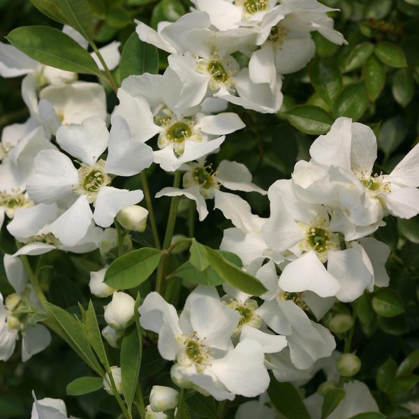 EXOCHORDA SNOW DAY SURPRISE PEARL BUSH