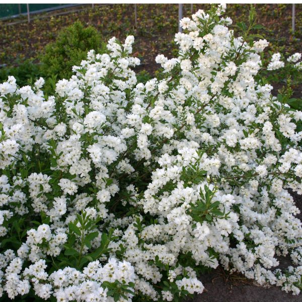 EXOCHORDA SNOW DAY SURPRISE PEARL BUSH