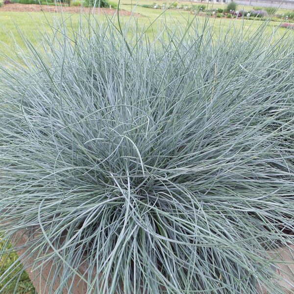 FESTUCA BLUE WHISKERS BLUE FESCUE GRASS