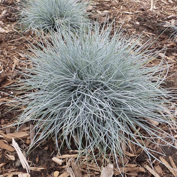 FESTUCA BLUE WHISKERS BLUE FESCUE GRASS