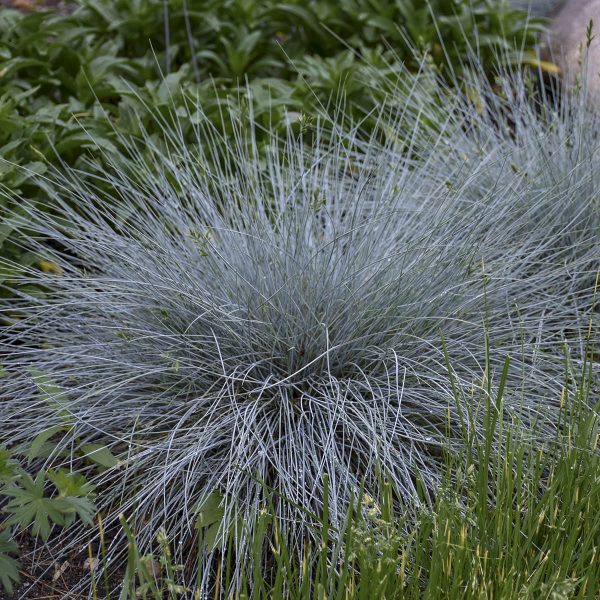 FESTUCA BLUE WHISKERS BLUE FESCUE GRASS