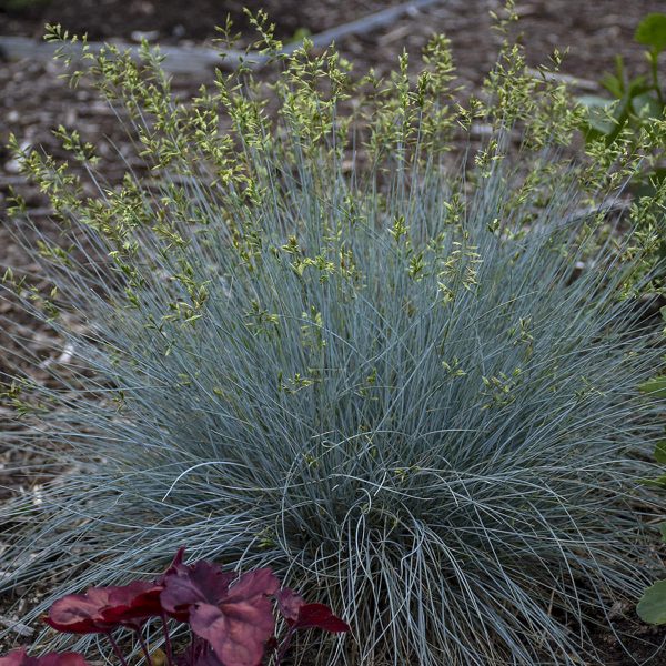 FESTUCA BLUE WHISKERS BLUE FESCUE GRASS