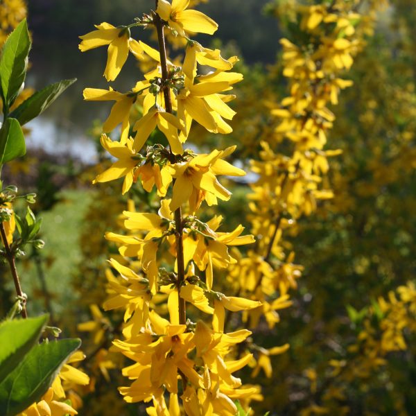 FORSYTHIA FLYING MACHINE FORSYTHIA