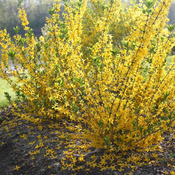 FORSYTHIA FLYING MACHINE FORSYTHIA