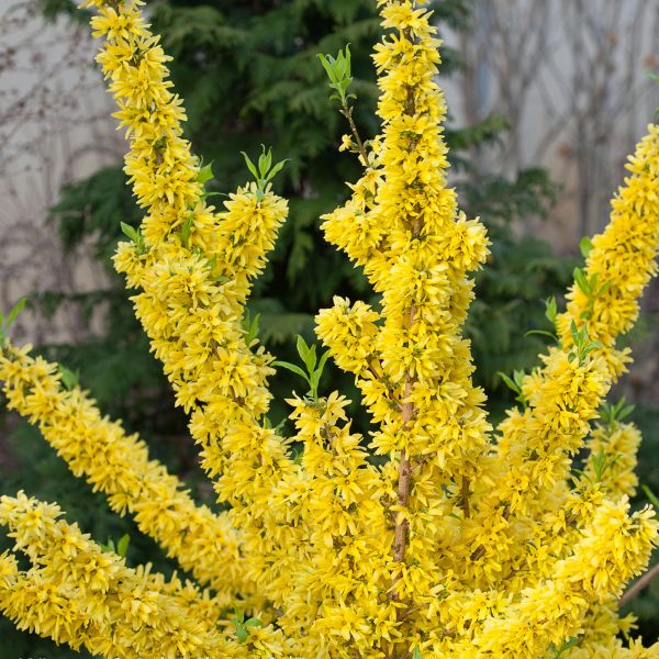 FORSYTHIA SHOW OFF FORSYTHIA