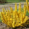 FORSYTHIA SHOW OFF SUGAR BABY FORSYTHIA