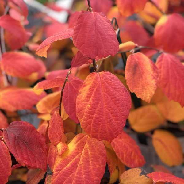 FOTHERGILLA LEGEND OF THE FALL BOTTLEBRUSH