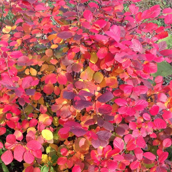 FOTHERGILLA LEGEND OF THE FALL BOTTLEBRUSH