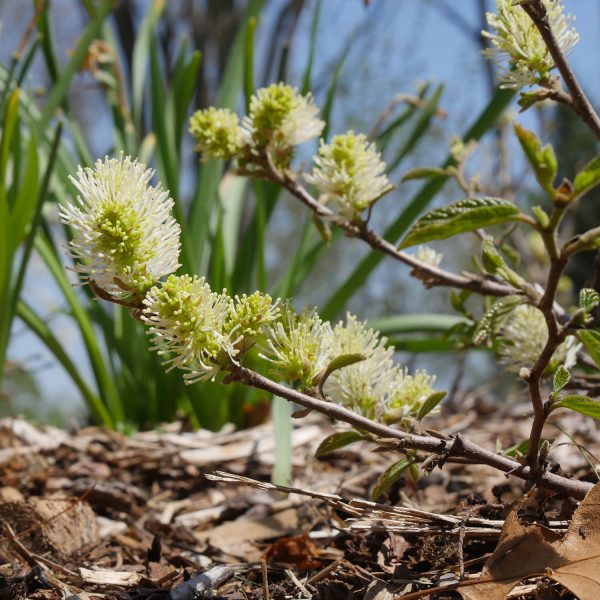 FOTHERGILLA LEGEND OF THE FALL BOTTLEBRUSH