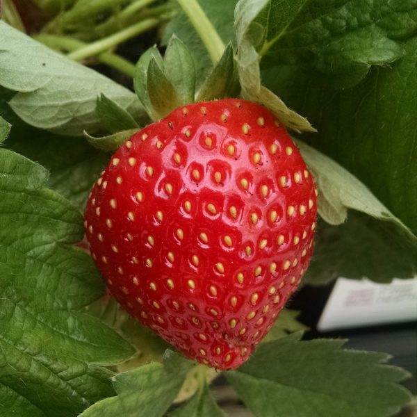 FRAGARIA ALLSTAR STRAWBERRY