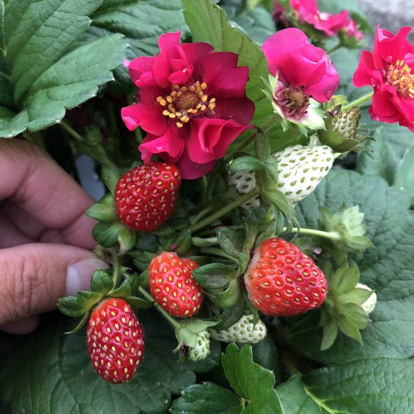 FRAGARIA BERRIED TREASURE RED EVERBEARING STRAWBERRY