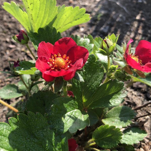 FRAGARIA BERRIED TREASURE RED EVERBEARING STRAWBERRY