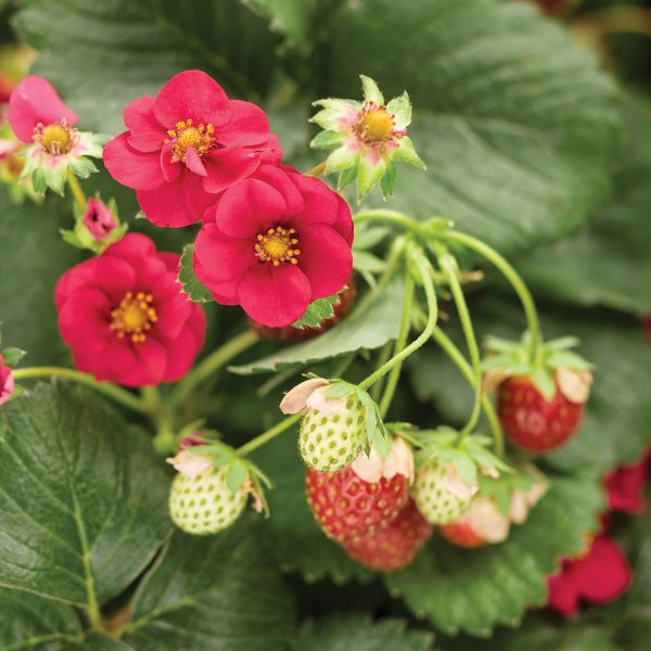 FRAGARIA BERRIED TREASURE RED EVERBEARING STRAWBERRY