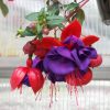 FUCHSIA DARK EYES FUCHSIA