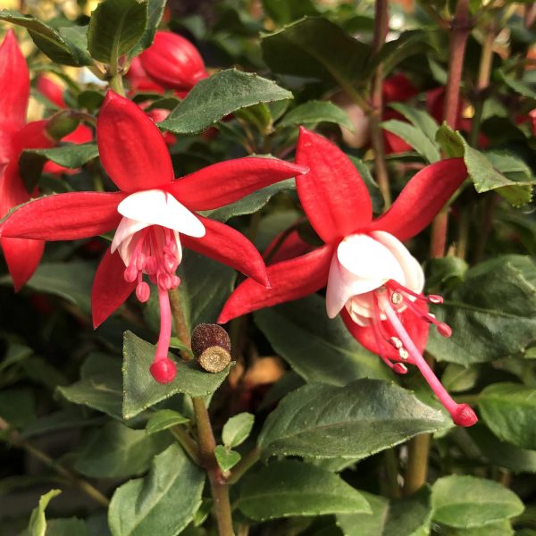 FUCHSIA SHADOW DANCER BETTY FUCHSIA