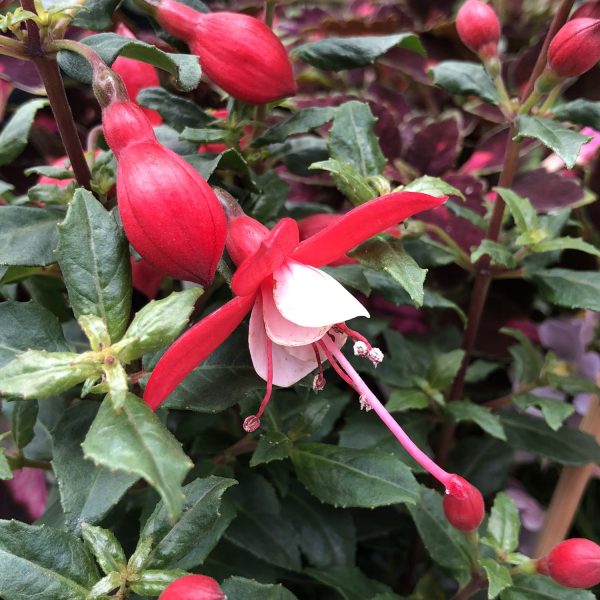 FUCHSIA SHADOW DANCER BETTY FUCHSIA