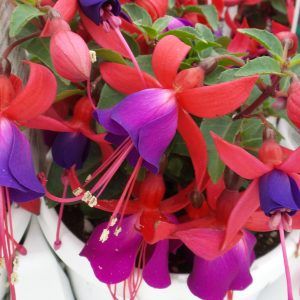 FUCHSIA SHADOW DANCER MARCIA FUCHSIA