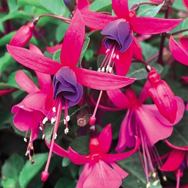 FUCHSIA SHADOW DANCER MARCIA FUCHSIA