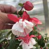 FUCHSIA SWINGTIME FUCHSIA