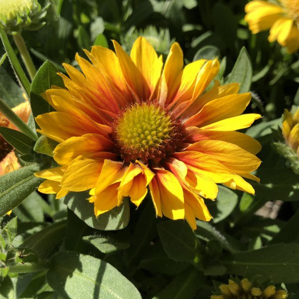 GAILLARDIA ARIZONA APRICOT BLANKET FLOWER