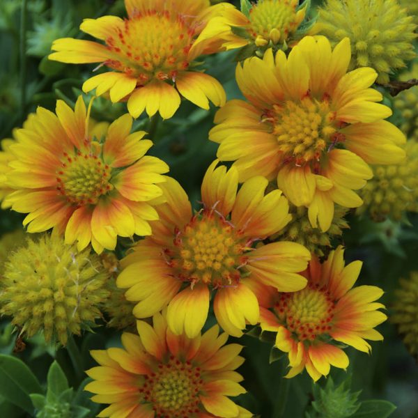 GAILLARDIA ARIZONA APRICOT BLANKET FLOWER